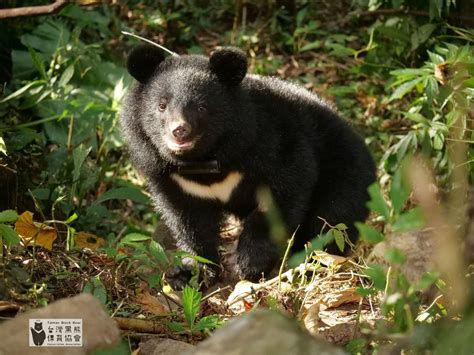 南安小熊死亡|南安死亡黑熊檢驗報告出爐 林務局：墜崖後被動物啃。